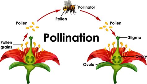 bee swarm khan academy|The plants & the bees: Plant reproduction (video) .